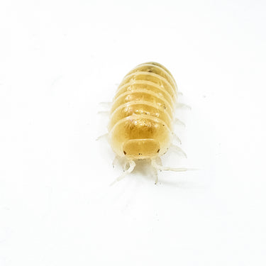 Armadillidium Vulgare